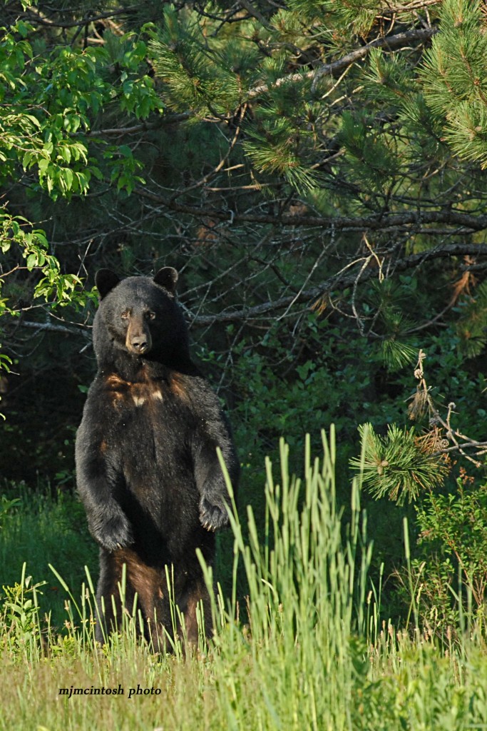 Black Bear Ecology | Wise About Bears