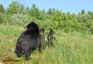 bear,momma,cubs,June 17,2010,D200,140 - Copy